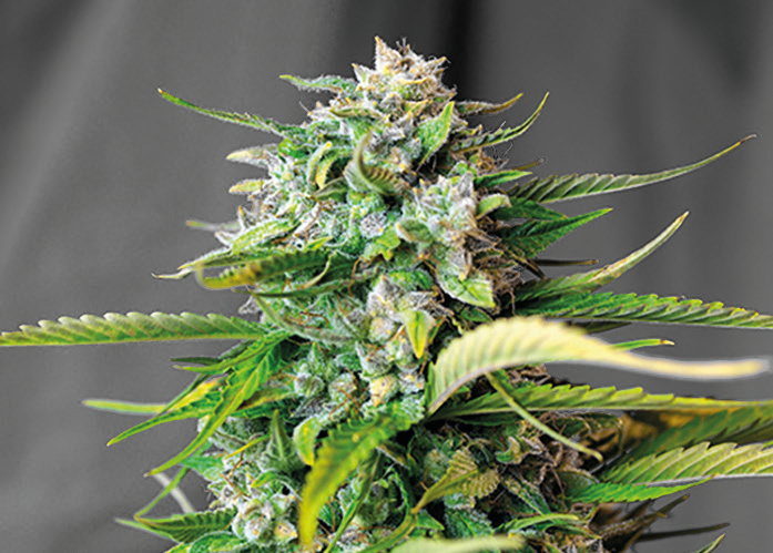 weedaloca-ak47