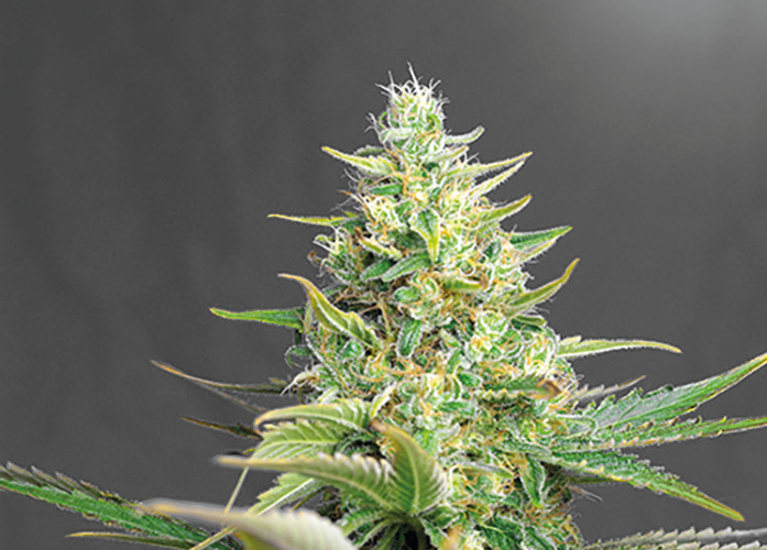 weedaloca-fruit-cake