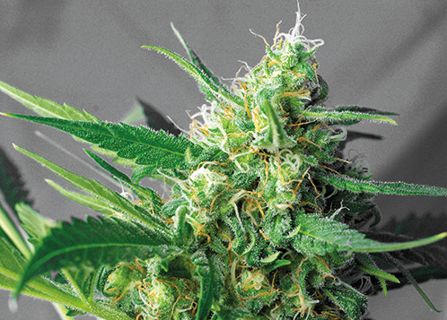 weedaloca-gelato-tt