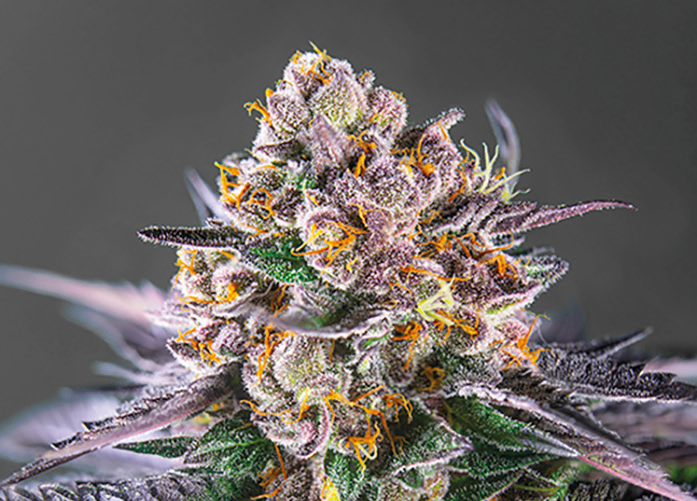 weedaloca-strawberry-gold